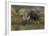 Bald Eagle (Haliaeetus Leucocephalus) In Flight, Acadia National Park, Maine, USA. June-George Sanker-Framed Photographic Print