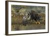 Bald Eagle (Haliaeetus Leucocephalus) In Flight, Acadia National Park, Maine, USA. June-George Sanker-Framed Photographic Print