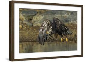 Bald Eagle (Haliaeetus Leucocephalus) In Flight, Acadia National Park, Maine, USA. June-George Sanker-Framed Photographic Print