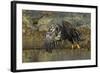 Bald Eagle (Haliaeetus Leucocephalus) In Flight, Acadia National Park, Maine, USA. June-George Sanker-Framed Photographic Print