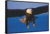Bald Eagle (Haliaeetus Leucocephalus) in Flight Against Blue Sky-Lynn M^ Stone-Framed Stretched Canvas
