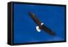 Bald Eagle (Haliaeetus Leucocephalus) in Flight Against Blue Sky-Lynn M^ Stone-Framed Stretched Canvas