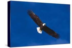 Bald Eagle (Haliaeetus Leucocephalus) in Flight Against Blue Sky-Lynn M^ Stone-Stretched Canvas