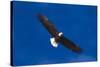 Bald Eagle (Haliaeetus Leucocephalus) in Flight Against Blue Sky-Lynn M^ Stone-Stretched Canvas