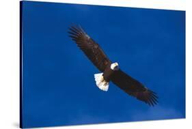 Bald Eagle (Haliaeetus Leucocephalus) in Flight Against Blue Sky-Lynn M^ Stone-Stretched Canvas