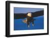 Bald Eagle (Haliaeetus Leucocephalus) in Flight Against Blue Sky-Lynn M^ Stone-Framed Photographic Print