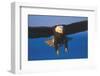 Bald Eagle (Haliaeetus Leucocephalus) in Flight Against Blue Sky-Lynn M^ Stone-Framed Photographic Print