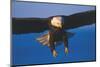 Bald Eagle (Haliaeetus Leucocephalus) in Flight Against Blue Sky-Lynn M^ Stone-Mounted Photographic Print