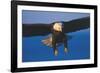 Bald Eagle (Haliaeetus Leucocephalus) in Flight Against Blue Sky-Lynn M^ Stone-Framed Photographic Print