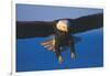 Bald Eagle (Haliaeetus Leucocephalus) in Flight Against Blue Sky-Lynn M^ Stone-Framed Photographic Print