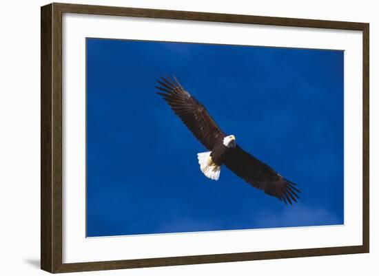 Bald Eagle (Haliaeetus Leucocephalus) in Flight Against Blue Sky-Lynn M^ Stone-Framed Photographic Print