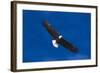 Bald Eagle (Haliaeetus Leucocephalus) in Flight Against Blue Sky-Lynn M^ Stone-Framed Photographic Print