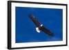 Bald Eagle (Haliaeetus Leucocephalus) in Flight Against Blue Sky-Lynn M^ Stone-Framed Photographic Print