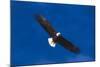 Bald Eagle (Haliaeetus Leucocephalus) in Flight Against Blue Sky-Lynn M^ Stone-Mounted Photographic Print
