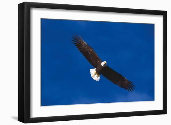 Bald Eagle (Haliaeetus Leucocephalus) in Flight Against Blue Sky-Lynn M^ Stone-Framed Photographic Print