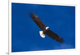 Bald Eagle (Haliaeetus Leucocephalus) in Flight Against Blue Sky-Lynn M^ Stone-Framed Photographic Print