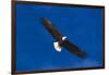 Bald Eagle (Haliaeetus Leucocephalus) in Flight Against Blue Sky-Lynn M^ Stone-Framed Photographic Print