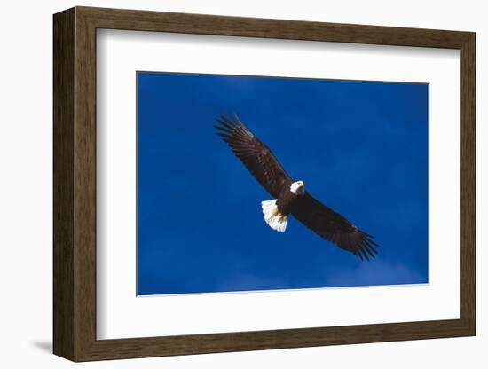 Bald Eagle (Haliaeetus Leucocephalus) in Flight Against Blue Sky-Lynn M^ Stone-Framed Photographic Print