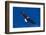 Bald Eagle (Haliaeetus Leucocephalus) in Flight Against Blue Sky-Lynn M^ Stone-Framed Photographic Print