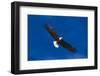 Bald Eagle (Haliaeetus Leucocephalus) in Flight Against Blue Sky-Lynn M^ Stone-Framed Photographic Print