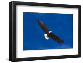 Bald Eagle (Haliaeetus Leucocephalus) in Flight Against Blue Sky-Lynn M^ Stone-Framed Photographic Print