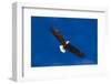 Bald Eagle (Haliaeetus Leucocephalus) in Flight Against Blue Sky-Lynn M^ Stone-Framed Photographic Print