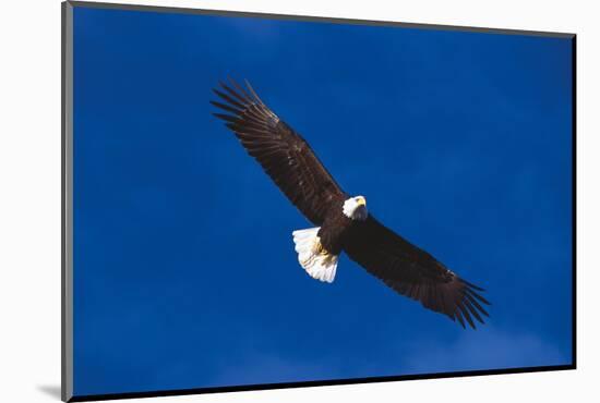 Bald Eagle (Haliaeetus Leucocephalus) in Flight Against Blue Sky-Lynn M^ Stone-Mounted Photographic Print