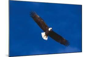 Bald Eagle (Haliaeetus Leucocephalus) in Flight Against Blue Sky-Lynn M^ Stone-Mounted Photographic Print