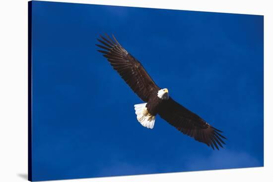 Bald Eagle (Haliaeetus Leucocephalus) in Flight Against Blue Sky-Lynn M^ Stone-Stretched Canvas