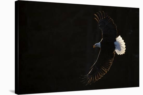 Bald eagle (Haliaeetus leucocephalus) in flight, Alaska, USA, February-Danny Green-Stretched Canvas