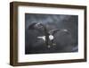 Bald eagle (Haliaeetus leucocephalus) in flight in snow, Alaska, USA, February-Danny Green-Framed Photographic Print