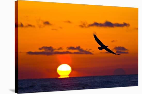 Bald Eagle (Haliaeetus Leucocephalus) In Flight, Silhouetted At Sunset, Haines, Alaska, March-Juan Carlos Munoz-Stretched Canvas