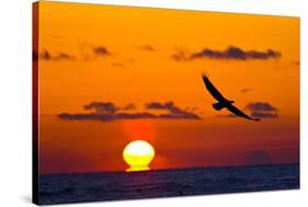 Bald Eagle (Haliaeetus Leucocephalus) In Flight, Silhouetted At Sunset, Haines, Alaska, March-Juan Carlos Munoz-Stretched Canvas