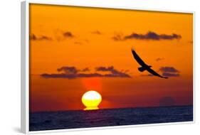 Bald Eagle (Haliaeetus Leucocephalus) In Flight, Silhouetted At Sunset, Haines, Alaska, March-Juan Carlos Munoz-Framed Photographic Print