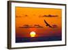 Bald Eagle (Haliaeetus Leucocephalus) In Flight, Silhouetted At Sunset, Haines, Alaska, March-Juan Carlos Munoz-Framed Photographic Print