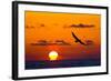 Bald Eagle (Haliaeetus Leucocephalus) In Flight, Silhouetted At Sunset, Haines, Alaska, March-Juan Carlos Munoz-Framed Photographic Print