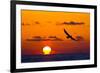 Bald Eagle (Haliaeetus Leucocephalus) In Flight, Silhouetted At Sunset, Haines, Alaska, March-Juan Carlos Munoz-Framed Photographic Print