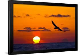 Bald Eagle (Haliaeetus Leucocephalus) In Flight, Silhouetted At Sunset, Haines, Alaska, March-Juan Carlos Munoz-Framed Photographic Print
