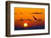 Bald Eagle (Haliaeetus Leucocephalus) In Flight, Silhouetted At Sunset, Haines, Alaska, March-Juan Carlos Munoz-Framed Photographic Print