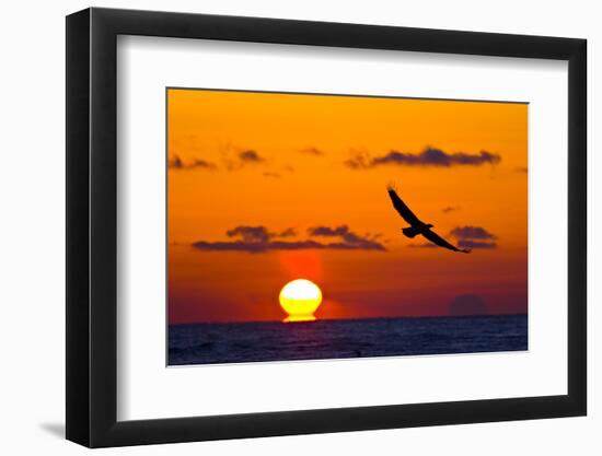 Bald Eagle (Haliaeetus Leucocephalus) In Flight, Silhouetted At Sunset, Haines, Alaska, March-Juan Carlos Munoz-Framed Photographic Print