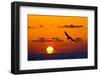 Bald Eagle (Haliaeetus Leucocephalus) In Flight, Silhouetted At Sunset, Haines, Alaska, March-Juan Carlos Munoz-Framed Photographic Print