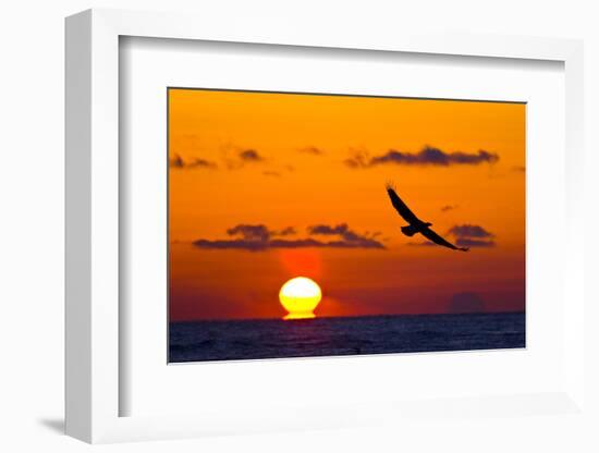 Bald Eagle (Haliaeetus Leucocephalus) In Flight, Silhouetted At Sunset, Haines, Alaska, March-Juan Carlos Munoz-Framed Photographic Print