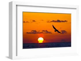 Bald Eagle (Haliaeetus Leucocephalus) In Flight, Silhouetted At Sunset, Haines, Alaska, March-Juan Carlos Munoz-Framed Photographic Print