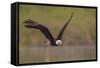 Bald Eagle (Haliaeetus Leucocephalus) in Flight, Washington, USA-Gary Luhm-Framed Stretched Canvas