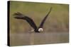 Bald Eagle (Haliaeetus Leucocephalus) in Flight, Washington, USA-Gary Luhm-Stretched Canvas