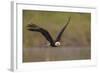 Bald Eagle (Haliaeetus Leucocephalus) in Flight, Washington, USA-Gary Luhm-Framed Photographic Print