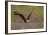 Bald Eagle (Haliaeetus Leucocephalus) in Flight, Washington, USA-Gary Luhm-Framed Photographic Print