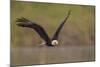 Bald Eagle (Haliaeetus Leucocephalus) in Flight, Washington, USA-Gary Luhm-Mounted Photographic Print