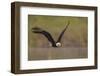 Bald Eagle (Haliaeetus Leucocephalus) in Flight, Washington, USA-Gary Luhm-Framed Photographic Print