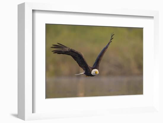 Bald Eagle (Haliaeetus Leucocephalus) in Flight, Washington, USA-Gary Luhm-Framed Photographic Print